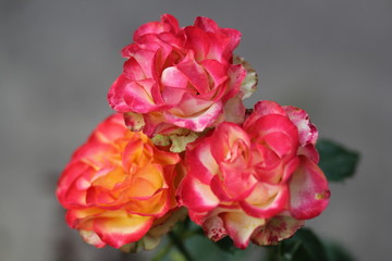 bouquet of red roses
