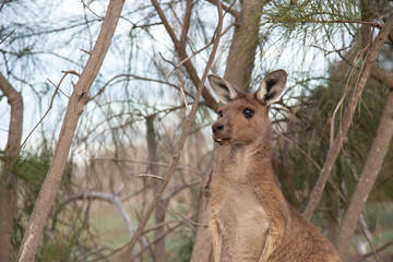 Roo Kangaroo