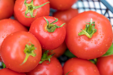 tomatoes not on the vine