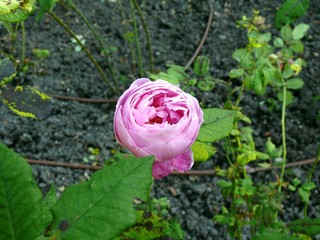 Rosa Blüte