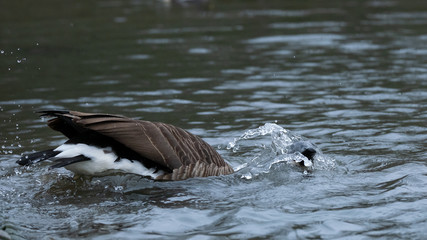 Kanadagans beim Baden