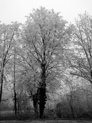 Bäume im Frost