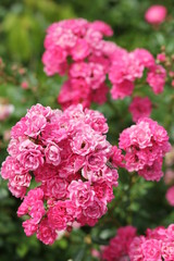 Fototapeta premium pink flowers in the garden