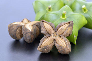 Dried Plukenetia volubilis, sacha inchi, sacha peanut, mountain peanut, Inca-peanut
