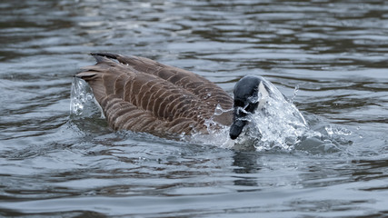 Kanadagans beim Baden