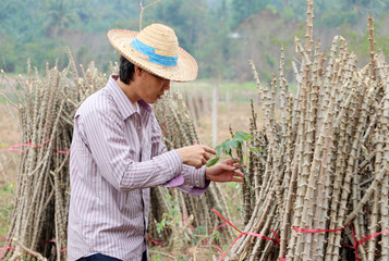 Male farmer Catching  leaf stalk of tapioca plant with tapioca limb that cut the stack together in the  farm.