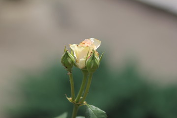 rose, flower, yellow, nature, garden, flowers, pink, red, plant,