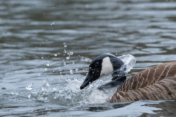 Kanadagans beim Baden
