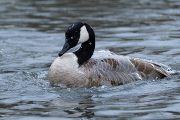 Fototapeta premium Kanadagans beim Baden