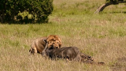 East african lion protecting his cape buffalo prey