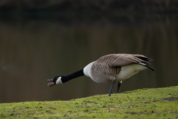 Kanadagans Drohgebärde