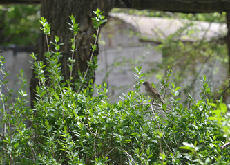 sparrow on a tree