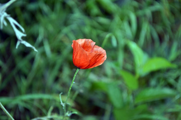 red poppy flower