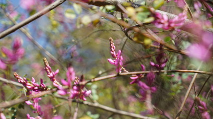 Himalayan Wild Flower