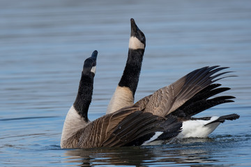 Imponiergehabe nach der Paarung