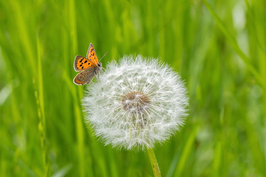 Fototapeta Small Butterfly and dandelion on green background.