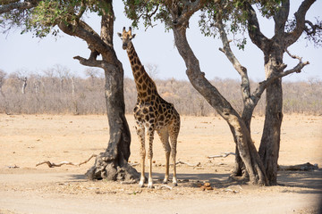 Obraz premium giraffe standing