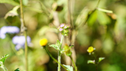 Himalayan Wild Flower