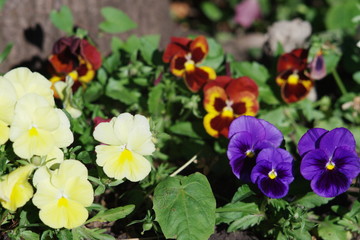 Pansy flowers in the Park