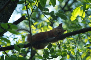 Protein in the branches of trees 