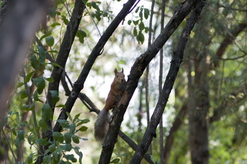 Squirrel in the forest in the trees