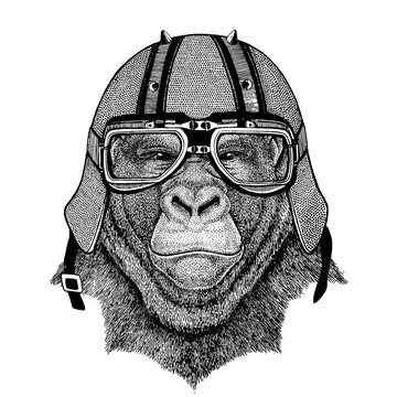Gorilla, monkey, ape wearing a motorcycle, aero helmet. Hand drawn image for tattoo, t-shirt, emblem, badge, logo, patch.
