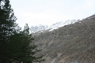 Pine trees and mountains with snow-capped peaks