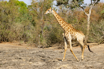 giraffe in south africa