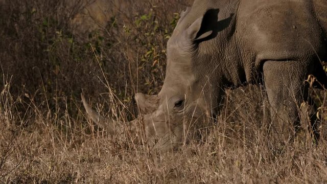 Rhino in Masai Mara park, Kenya