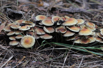 mushrooms in the forest