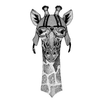 Camelopard, giraffe wearing a motorcycle, aero helmet. Hand drawn image for tattoo, t-shirt, emblem, badge, logo, patch