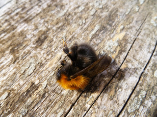 Bumblebee, macro of dead bumblebee. Dried dead insect bumblebee on wooden board desk background. 