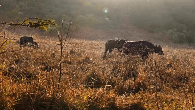African buffalos in Masai Mara park, Kenya