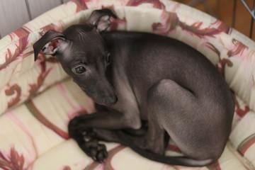 dog
