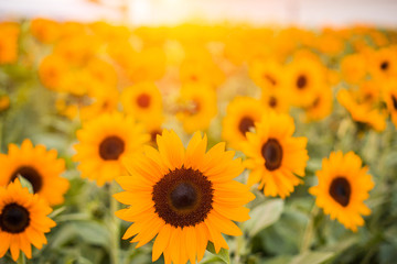 Fototapeta na wymiar Sunflower fields in the morning