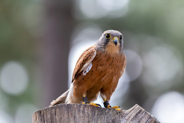 Medium close up of common Kestrel falcon standing on tree trunk & gazing at food.