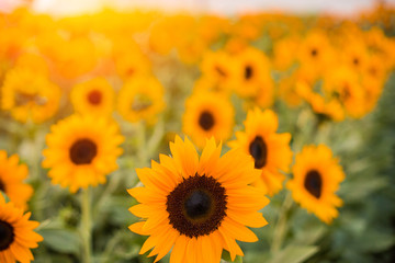 Sunflower fields in the morning