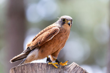 Medium close up of common Kestrel falcon standing on tree trunk & gazing at food.