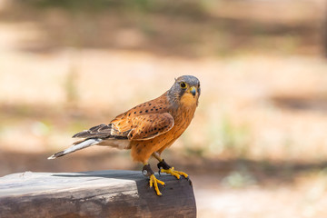 Medium close up of common Kestrel falcon standing on tree trunk & gazing at food.