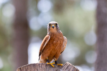 Medium close up of common Kestrel falcon standing on tree trunk & gazing at food.