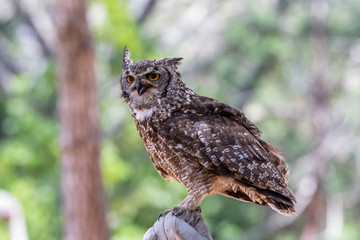 Spotted eagle owl standing on glove waiting for treat.