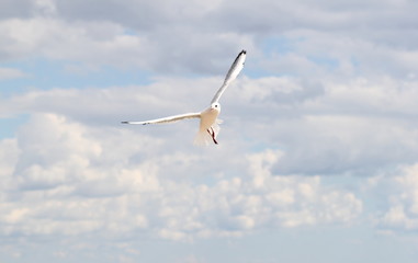 seagull flying in the sky with clouds