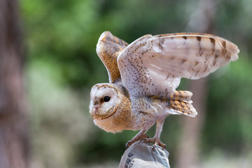 Barn owl standing on a glove, about to fly towards prey. 