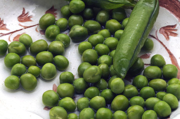 Pisum sativum ft01_2637 Piselli Erbse Peas Pois cultivé Grah