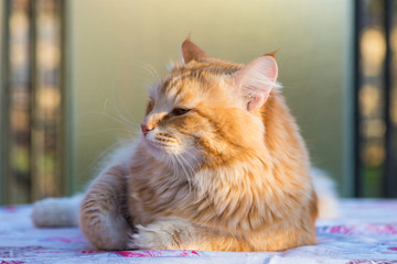 Adorable long haired cat of siberian breed in relax. Hypoallergenic pet of livestock