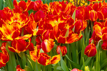 Decorative flowers in a greenhouse