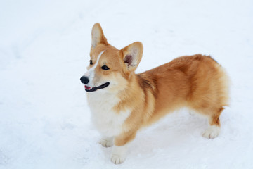 Cute dog Corgi walks in the snow and smiles on a sunny day