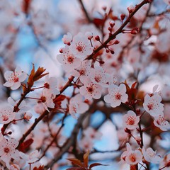 pink flower plant petals