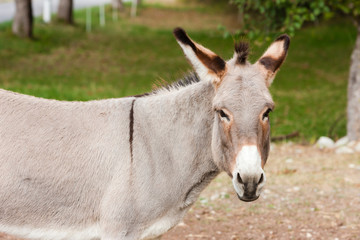 donkey, Alpes de Haute Provence Departement, France