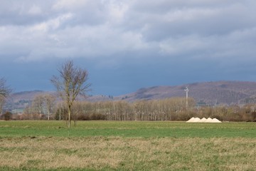 rural landscape with wheat field and blue sky